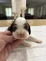 AKC Eva’s Boy, a male Cocker Spaniel for sale in Exeter, MO – 4 of 9