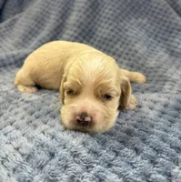 AKC Prince # 9402 Buff, a male Cocker Spaniel for sale in Exeter, MO – 3 of 8