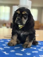 AKC BLACK AND TAN# 4843, a female Cocker Spaniel for sale in Exeter, MO – 8 of 9