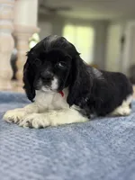 AKC. #4840 Boy, a male Cocker Spaniel for sale in Exeter, MO – 3 of 10