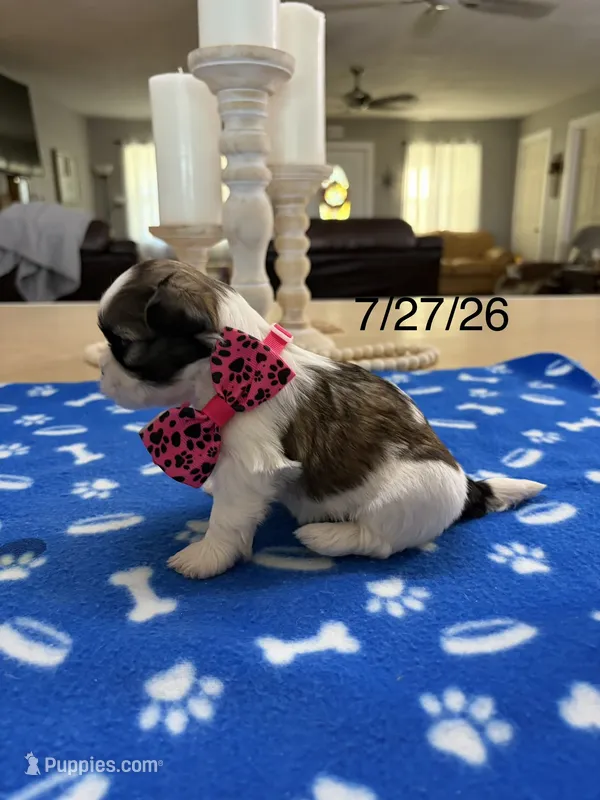 Lola’s Girl #1 - 4677 🎀🎀🎀 – Shih Tzu puppy for sale in Exeter, MO