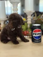 Snickers , a male Poodle - Miniature  for sale in Exeter, MO – 10 of 10