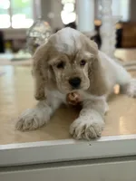 Toby, a male Cocker Spaniel for sale in Exeter, MO – 9 of 10