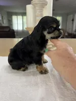 AKC Angles # 4781, a female Cocker Spaniel for sale in Exeter, MO – 4 of 7
