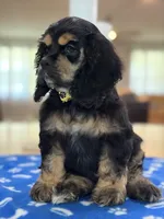 AKC BLACK AND TAN# 4843, a female Cocker Spaniel for sale in Exeter, MO – 6 of 9