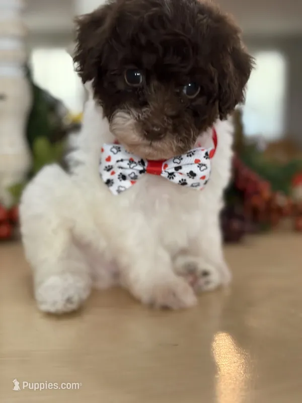 Kandys chocolate and white male – Poodle - Miniature  puppy for sale in Exeter, MO