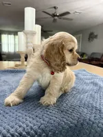 AKC Paul # 9400 Neutered❗️ , a male Cocker Spaniel for sale in Exeter, MO – 4 of 10