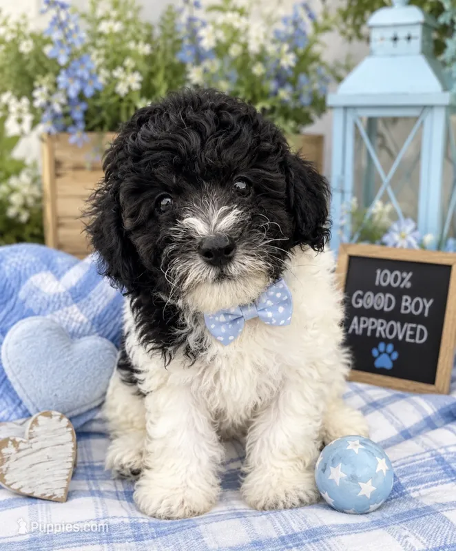 Black and white boy #2 – Poodle - Miniature  puppy for sale in Exeter, MO