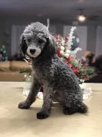 Silver girl, a female Poodle - Miniature  for sale in Exeter, MO – Photo 9 of 10