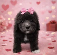 Silver girl, a female Poodle - Miniature  for sale in Exeter, MO – Photo 1 of 10