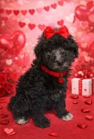 Silver girl, a female Poodle - Miniature  for sale in Exeter, MO – Photo 4 of 10