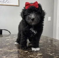 Silver girl, a female Poodle - Miniature  for sale in Exeter, MO – Photo 2 of 10