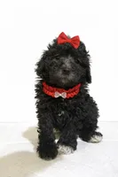 Silver girl, a female Poodle - Miniature  for sale in Exeter, MO – Photo 6 of 10