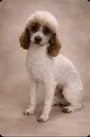 Silver girl, a female Poodle - Miniature  for sale in Exeter, MO – Photo 8 of 10