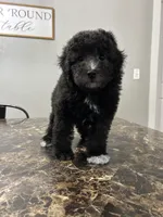 Silver girl, a female Poodle - Miniature  for sale in Exeter, MO – Photo 10 of 10