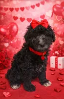 Silver girl, a female Poodle - Miniature  for sale in Exeter, MO – Photo 7 of 10