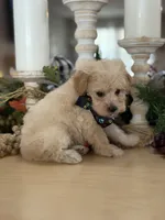 Kandys cream boy # 4672, a male Poodle - Miniature  for sale in Exeter, MO – 3 of 9