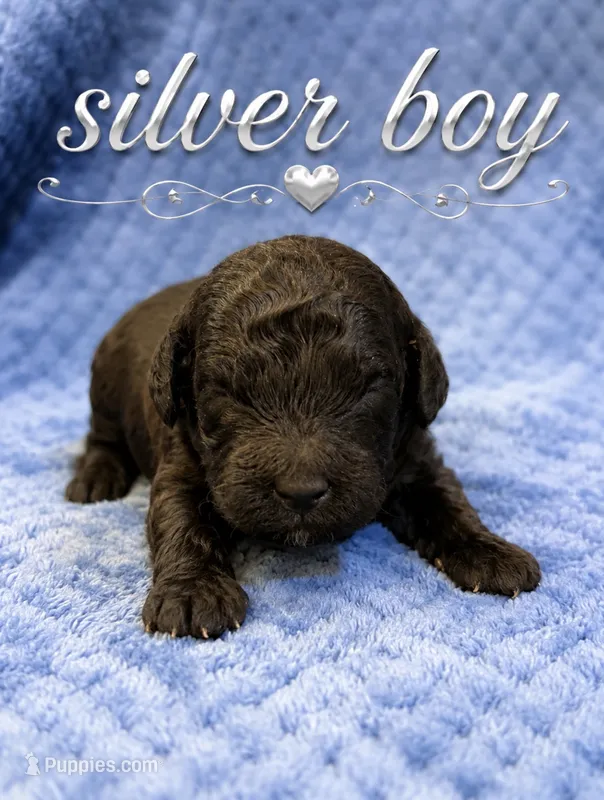 Silvys silver boy , a male Poodle - Miniature  for sale in Exeter, MO – 1 of 2