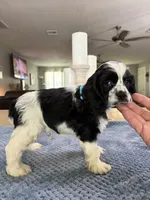 AKC PARTI  Boy❗️❗️ #4842❗️❗️, a male Cocker Spaniel for sale in Exeter, MO – 6 of 10