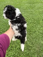 Black white male #1, a male Poodle - Miniature  for sale in Exeter, MO – 3 of 9