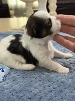 Lola’s girl #2– 4678 🦋💙🦋, a female Shih Tzu for sale in Exeter, MO – 7 of 10