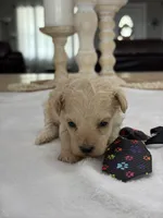 Kandys cream boy # 4672, a male Poodle - Miniature  for sale in Exeter, MO – 6 of 8