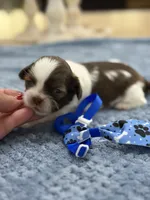 Lola’s boy #1.  4679 🧢, a male Shih Tzu for sale in Exeter, MO – 4 of 8