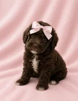 Chocolate Girl white chest , a female Poodle - Miniature  for sale in Exeter, MO – 8 of 10