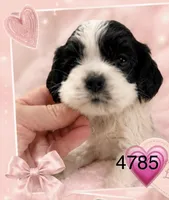 AKC PARTI # 4785, a female Cocker Spaniel for sale in Exeter, MO – 2 of 4