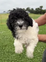 Black and white boy #2, a male Poodle - Miniature  for sale in Exeter, MO – 3 of 8