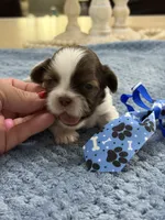 Lola’s boy #1.  4679 🧢, a male Shih Tzu for sale in Exeter, MO – 8 of 8