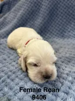 AKC Paisley #9406 Red Roan , a female Cocker Spaniel for sale in Exeter, MO – 3 of 10