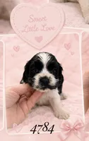 AKC PARTI # 4784, a female Cocker Spaniel for sale in Exeter, MO – 2 of 5
