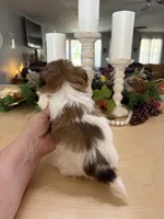 Cuddles, a male Shih Tzu for sale in Exeter, MO – 4 of 7