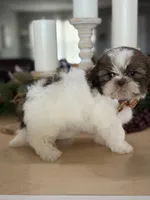 Lola’s boy #2.  4675 ⭐️⭐️⭐️, a male Shih Tzu for sale in Exeter, MO – 3 of 10