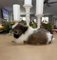 Charlie , a male Shih Tzu for sale in Exeter, MO – 6 of 9