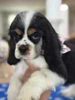 AKC TRI Girl # 4847, a female Cocker Spaniel for sale in Exeter, MO – 3 of 10