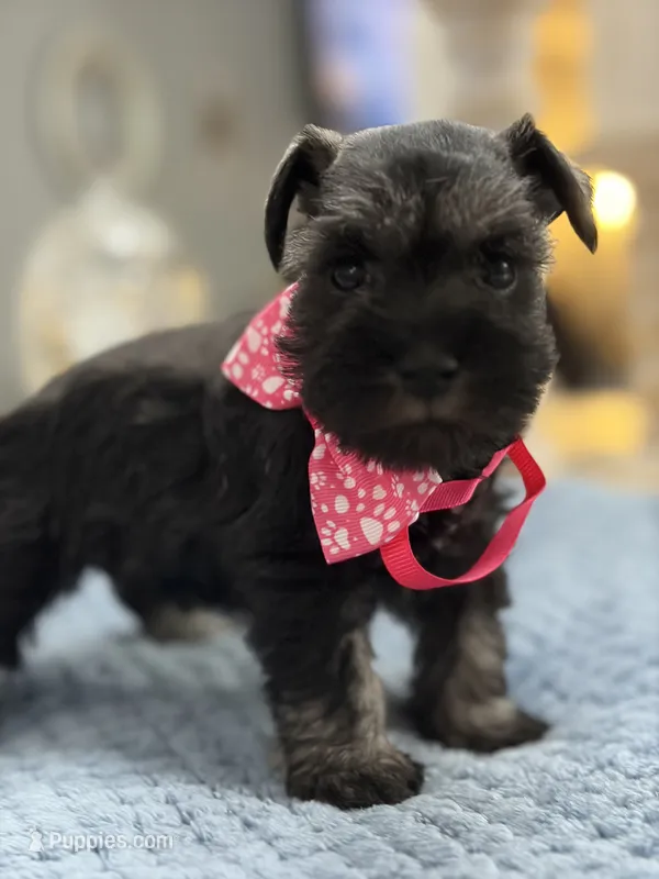 Mercy’s girl #2 AKC – Miniature Schnauzer puppy for sale in Exeter, MO
