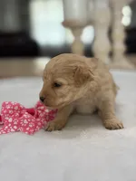 Kandys girl # 4671, a female Poodle - Miniature  for sale in Exeter, MO – 8 of 9