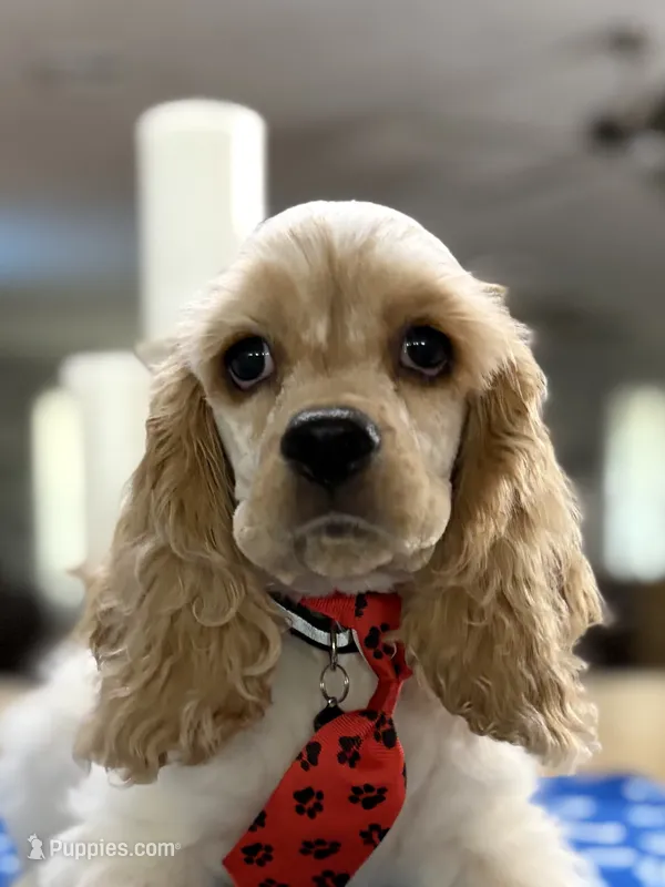 ‼️Toby. ‼️ – Cocker Spaniel puppy for sale in Exeter, MO