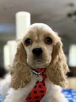 ‼️Toby. ‼️‼️Discount , a male Cocker Spaniel for sale in Exeter, MO – 3 of 10