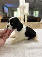 AKC Angles # 4780, a female Cocker Spaniel for sale in Exeter, MO – 6 of 7