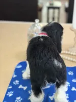 AKC TRI Girl # 4847, a female Cocker Spaniel for sale in Exeter, MO – 6 of 10