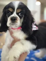 AKC TRI Girl # 4847, a female Cocker Spaniel for sale in Exeter, MO – 10 of 10