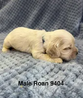 AKC Peter # 9404 Red Roan, a male Cocker Spaniel for sale in Exeter, MO – 5 of 10