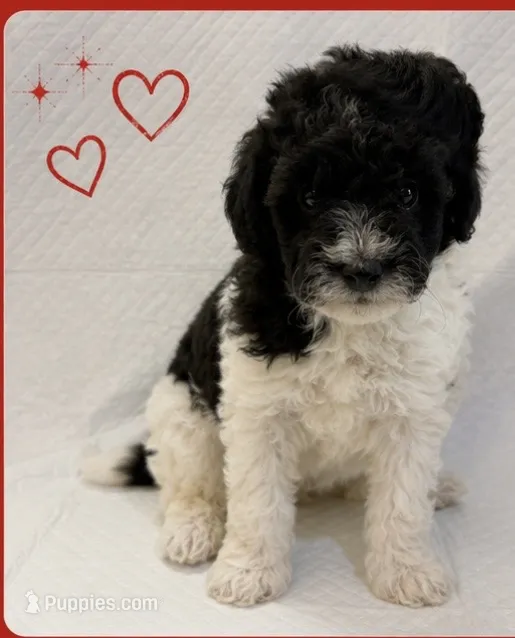 Black and white boy #2 – Poodle - Miniature  puppy for sale in Exeter, MO