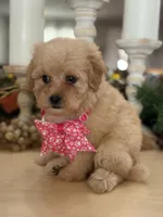Kandys girl # 4671, a female Poodle - Miniature  for sale in Exeter, MO – 6 of 10