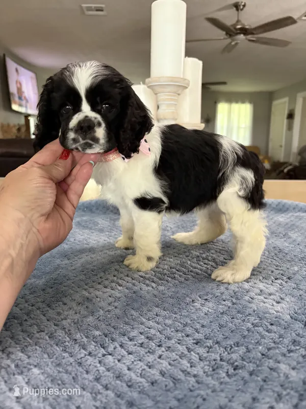 AKC #4841 Female – Cocker Spaniel puppy for sale in Exeter, MO
