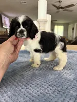 AKC #4841 Female, a female Cocker Spaniel for sale in Exeter, MO – 1 of 10