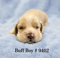 AKC Prince # 9402 Buff, a male Cocker Spaniel for sale in Exeter, MO – 1 of 8